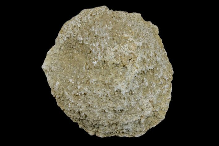 Silurain Fossil Sponge (Astraeospongia) - Tennessee #174245